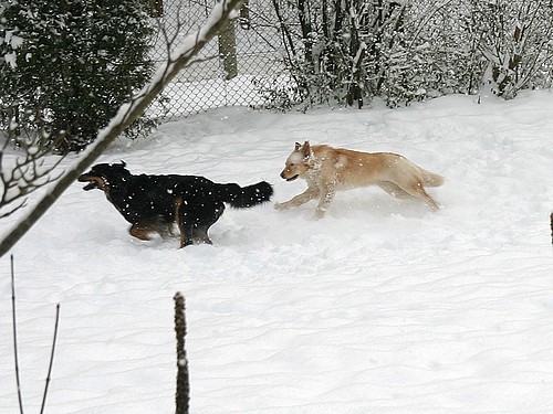 Toben im Schnee