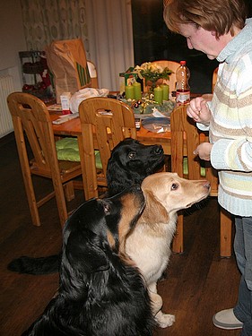 Brummel besucht Halbbruder Ajushi und Schwester Bailey