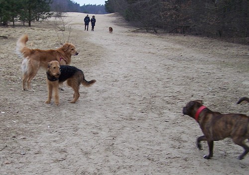 Akino im Hundeauslaufgebiet