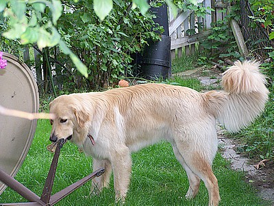 Akito in seinem Garten