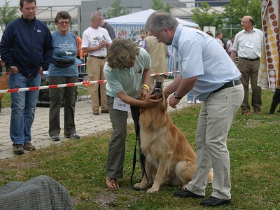 Akito auf der CAC Erfurt, offene Klasse Rüden