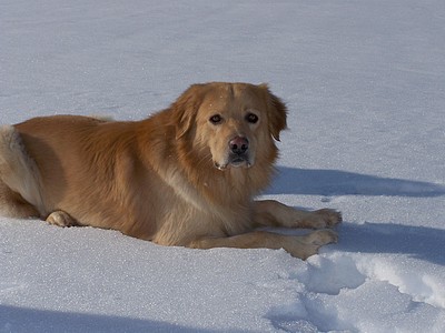 Akito im Schnee