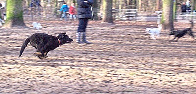 Amita im Hundetreff, nur fliegen ist schöner