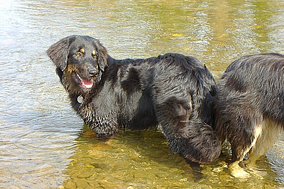 Aruna liebt Wasser