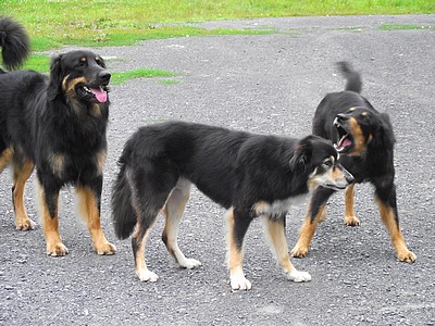 Aruna rechts mit ihrem Rudel