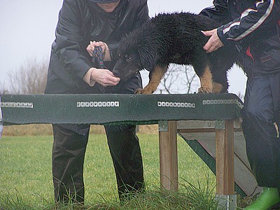 Avanti bei regen auf dem Schwebebalken