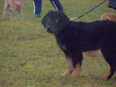 Avanti und sein Frauchen auf dem Hundeplatz