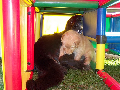 Spielen mit Muttie im Spielplatz