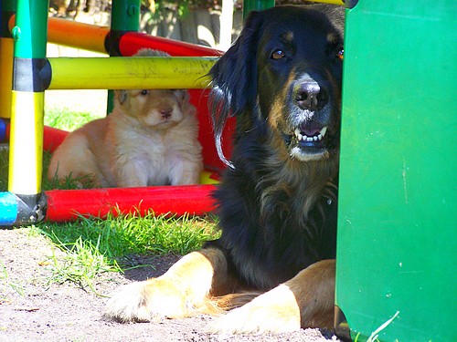 Achtel liebt ihre Welpen und den Spielplatz