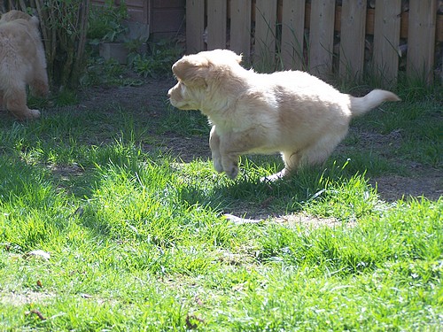 Toben und des Lebens freuen