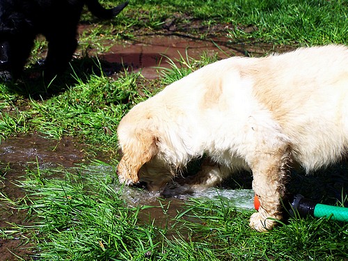 Wasser fangen