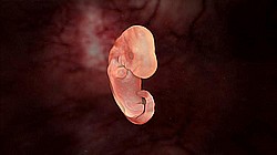 Embryo 25 Tage