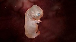 Embryo 39 Tage