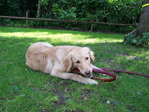 Bailey un der Gartenschlauch