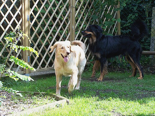 Bailey und Ajushi vom Drei Ruten Berg zu Besuch bei ihren Züchtern