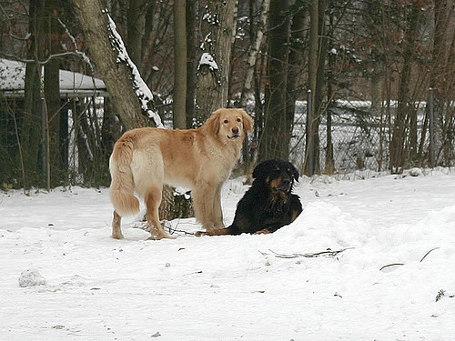 Bailey und Ajushi