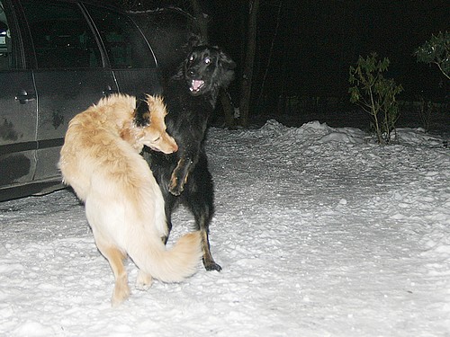 Bailey und brumel vom Drei Ruten Berg