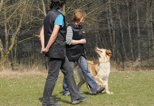 Freudiges Arbeiten auf dem Hundeplatz