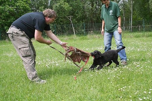 Bibi vom Drei Ruten Berg mit Christine Paulick ( Tina) beim Training