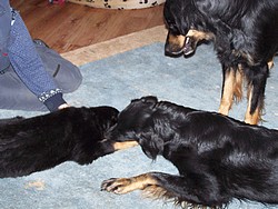 Anju, Achtel und Carlotta