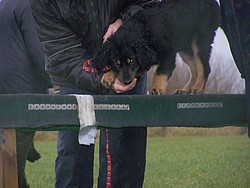 Anju auf dem Hundeplatz