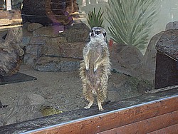 Ein Erdhörnchen bei der Wache