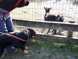 Das sind ja komische Hunde, die haben Hörner