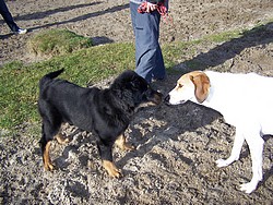 Anju beim Spielen