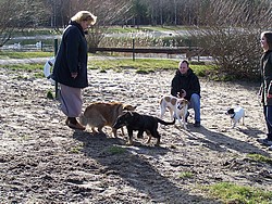 Toben am Hundestrand