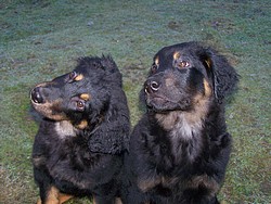 Anju und Anchal sind sehr aufmerksam