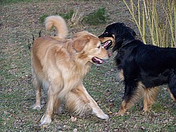 Aquilo und Annie bei der Hochzeit