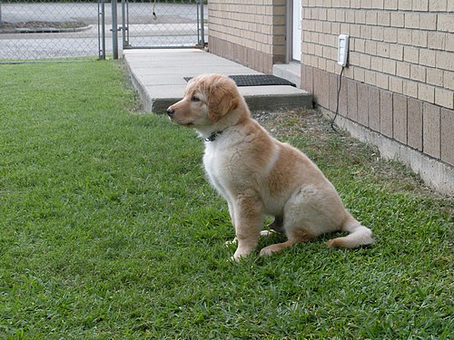 Bronski im Garten bei der Arztpraxis von Eugene