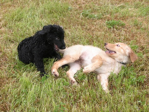 Bailey und Brummel beim Toben