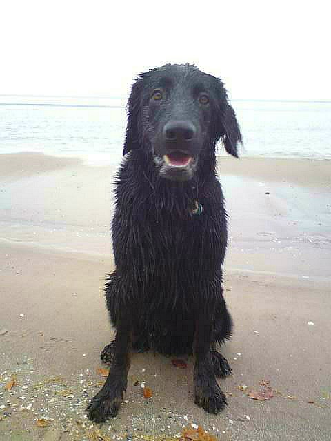 Brummelchen an der Ostsee