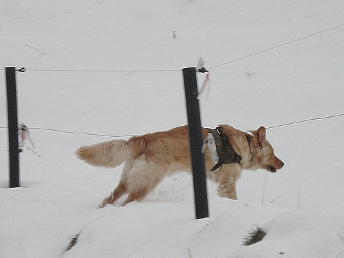 Bummel liebt den Schnee