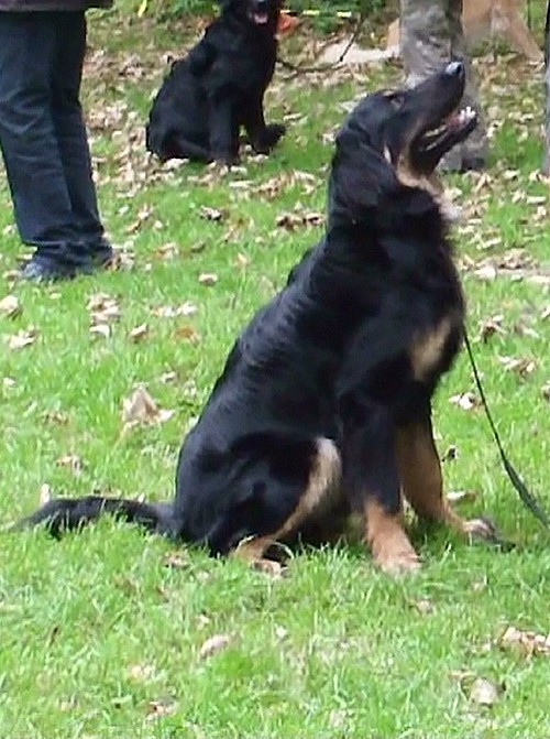 Butz auf dem Hundeplatz