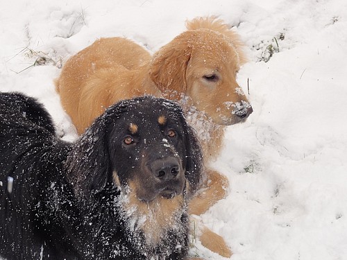 Butz links im Bild liebt den Schnee