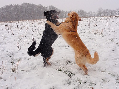 Butz und Balko beim Toben