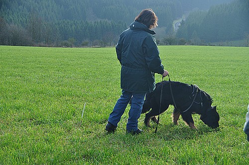 Butz auf dem Fährtenlehrgang