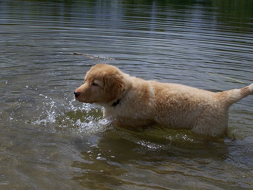 Schwimmhund