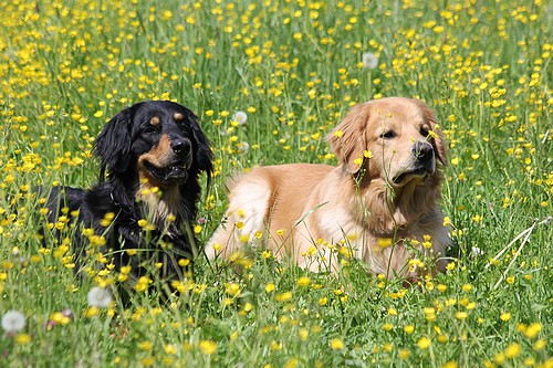 Chanty und Lebenspartner Pino