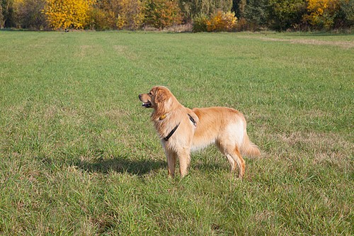 Ausschau
