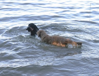 Ajushi und Halbschwester Bailey