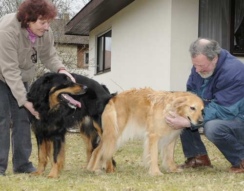 Joschi beim Deckakt mit Paula von der Rumesburg