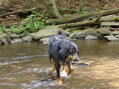 Koli ist im Wasser beinahe zu Hause