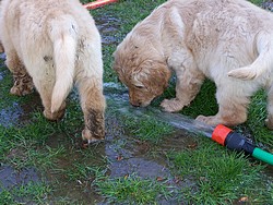 Das Wasserspiel