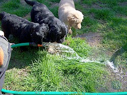 Auf den Wasserstrahl mit geballter Kraft