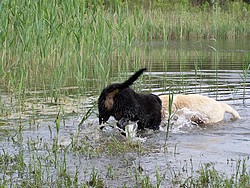 Wasserspiel