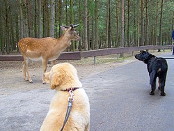 Was ist das denn für ein Hund