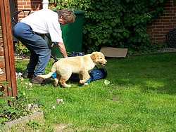 Helfen beim Rasenmähen